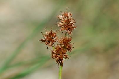 Fotografia da espécie Juncus fontanesii