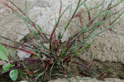 Fotografia da espécie Juncus fontanesii