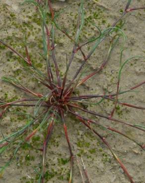 Fotografia 13 da espécie Juncus fontanesii no Jardim Botânico UTAD