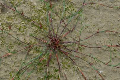 Fotografia da espécie Juncus fontanesii