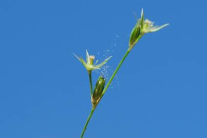 Fotografia da espécie Juncus bufonius