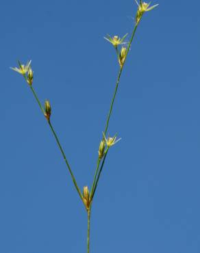 Fotografia 5 da espécie Juncus bufonius no Jardim Botânico UTAD