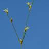 Fotografia 5 da espécie Juncus bufonius do Jardim Botânico UTAD