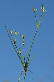 Fotografia da espécie Juncus bufonius