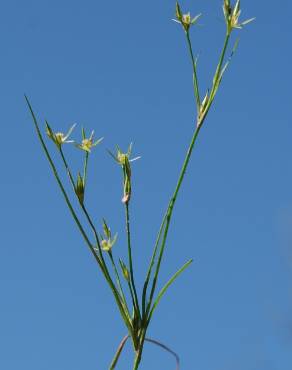 Fotografia 6 da espécie Juncus bufonius no Jardim Botânico UTAD