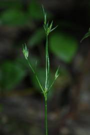 Fotografia da espécie Juncus bufonius