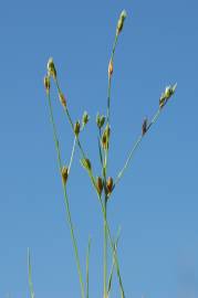 Fotografia da espécie Juncus bufonius