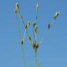 Fotografia 8 da espécie Juncus bufonius do Jardim Botânico UTAD