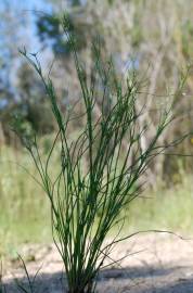 Fotografia da espécie Juncus bufonius