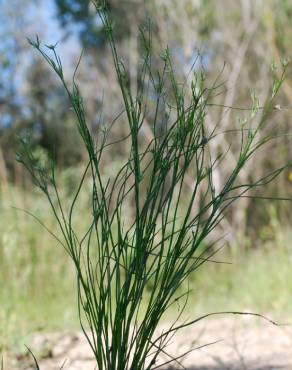 Fotografia 9 da espécie Juncus bufonius no Jardim Botânico UTAD