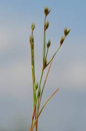 Fotografia da espécie Juncus bufonius