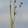 Fotografia 10 da espécie Juncus bufonius do Jardim Botânico UTAD