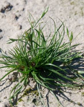 Fotografia 13 da espécie Juncus bufonius no Jardim Botânico UTAD