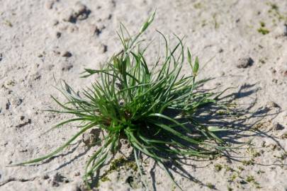 Fotografia da espécie Juncus bufonius