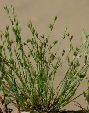 Fotografia 14 da espécie Juncus bufonius no Jardim Botânico UTAD