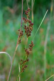 Fotografia da espécie Juncus compressus