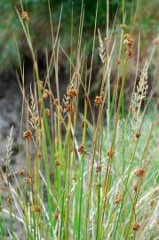 Fotografia da espécie Juncus conglomeratus