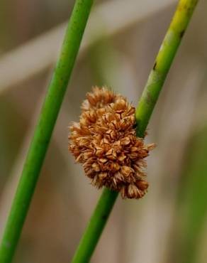 Fotografia 4 da espécie Juncus conglomeratus no Jardim Botânico UTAD