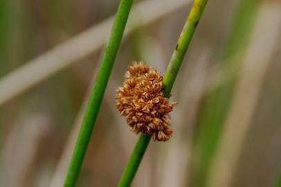 Fotografia da espécie Juncus conglomeratus