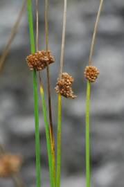 Fotografia da espécie Juncus conglomeratus