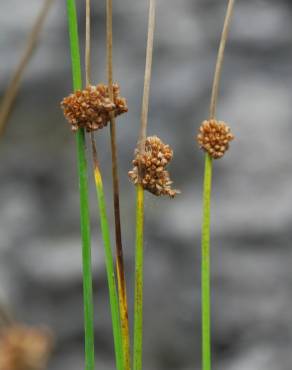 Fotografia 5 da espécie Juncus conglomeratus no Jardim Botânico UTAD