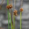 Fotografia 5 da espécie Juncus conglomeratus do Jardim Botânico UTAD