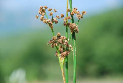 Fotografia da espécie Juncus subnodulosus