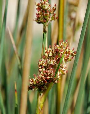 Fotografia 3 da espécie Juncus subnodulosus no Jardim Botânico UTAD