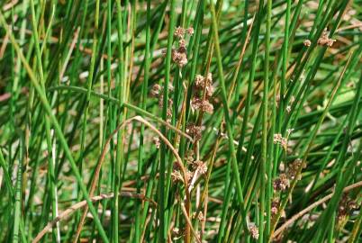 Fotografia da espécie Juncus subnodulosus