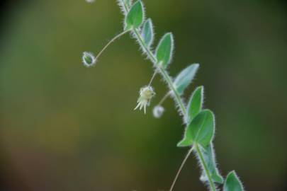 Fotografia da espécie Kickxia elatine subesp. elatine