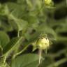 Fotografia 1 da espécie Kickxia elatine subesp. elatine do Jardim Botânico UTAD