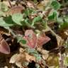 Fotografia 14 da espécie Kickxia elatine subesp. crinita do Jardim Botânico UTAD