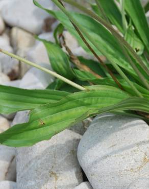 Fotografia 4 da espécie Plantago lanceolata no Jardim Botânico UTAD