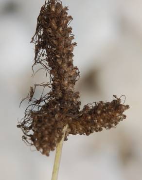 Fotografia 5 da espécie Plantago lanceolata no Jardim Botânico UTAD