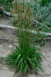 Fotografia da espécie Plantago lanceolata