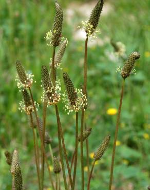 Fotografia 7 da espécie Plantago lanceolata no Jardim Botânico UTAD