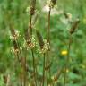 Fotografia 7 da espécie Plantago lanceolata do Jardim Botânico UTAD