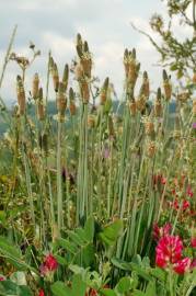 Fotografia da espécie Plantago lanceolata