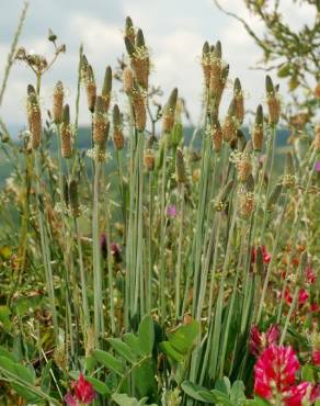 Fotografia 8 da espécie Plantago lanceolata no Jardim Botânico UTAD