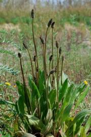 Fotografia da espécie Plantago lanceolata