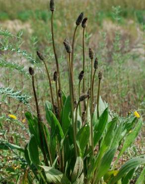 Fotografia 9 da espécie Plantago lanceolata no Jardim Botânico UTAD