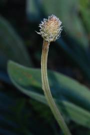 Fotografia da espécie Plantago lanceolata