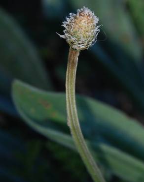 Fotografia 10 da espécie Plantago lanceolata no Jardim Botânico UTAD
