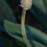 Fotografia 10 da espécie Plantago lanceolata do Jardim Botânico UTAD