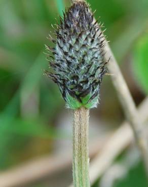 Fotografia 11 da espécie Plantago lanceolata no Jardim Botânico UTAD