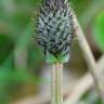 Fotografia 11 da espécie Plantago lanceolata do Jardim Botânico UTAD