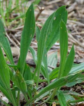 Fotografia 13 da espécie Plantago lanceolata no Jardim Botânico UTAD