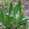 Fotografia 13 da espécie Plantago lanceolata do Jardim Botânico UTAD