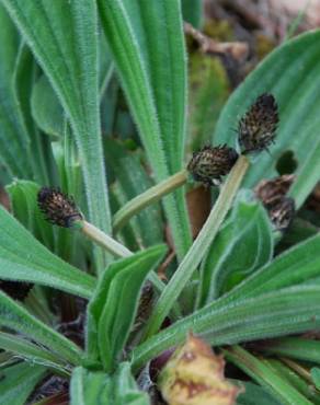 Fotografia 14 da espécie Plantago lanceolata no Jardim Botânico UTAD