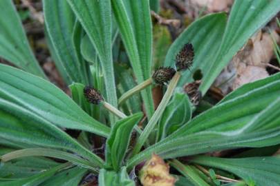 Fotografia da espécie Plantago lanceolata